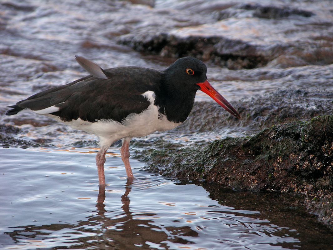 Galapagos 6-2-11 Bartolome American Oystercatcher